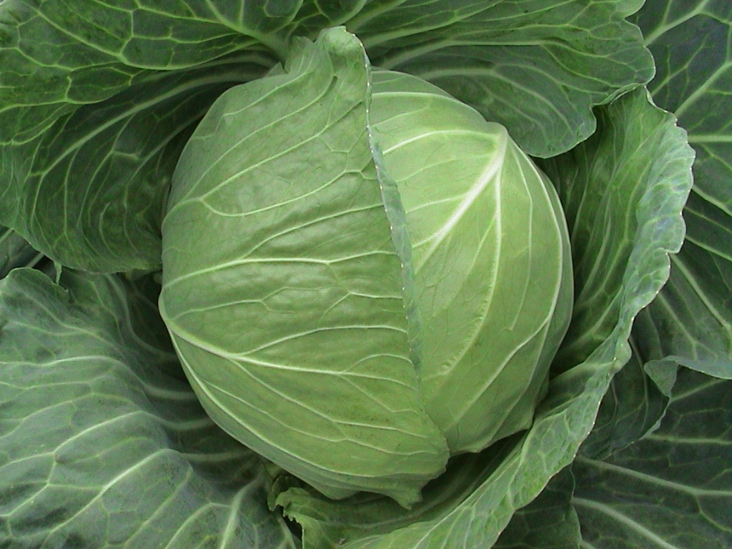 Cabbage