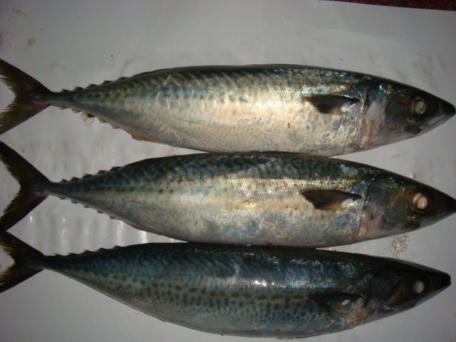 frozen mackerel