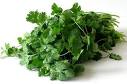 Cilantro Extract