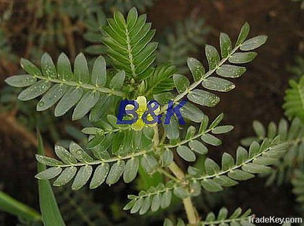 Tribulus terrestris extract