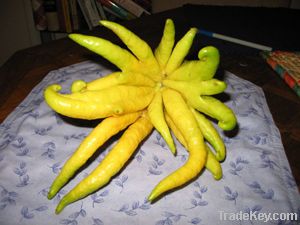 Bergamot orange extract