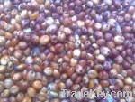 Sorghum red