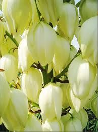 Yucca extract