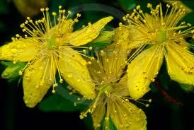 Hypericum Perforatum Extract