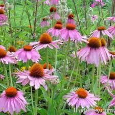 Echinacea purpurea Extract