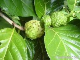 Noni extract powder