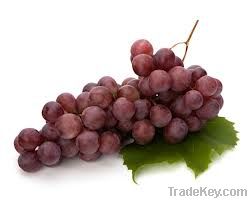 Resveratrol