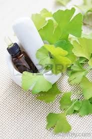 Ginkgo biloba oil