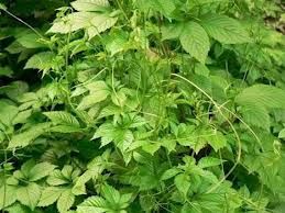 Gynostemma Plant Extract 