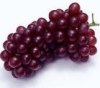 Grape Seed Extract