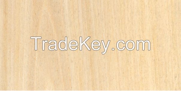 Maple engineered veneer