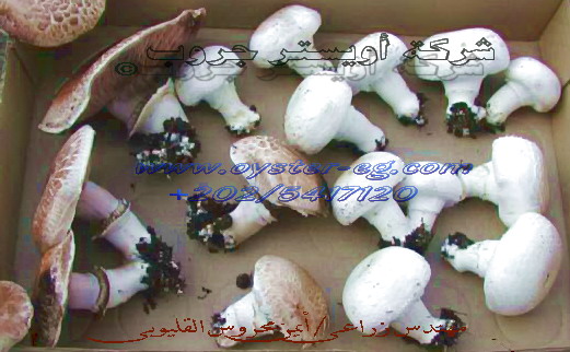 mushroom spawn, oyster mushroom, agaricus mushroom