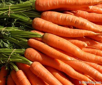 Carrot