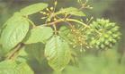 Siberian Ginseng *****