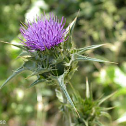 Silymarin (Milk Thistle)