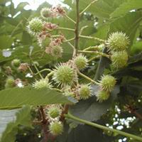 Horse Chestnut Extract Powder