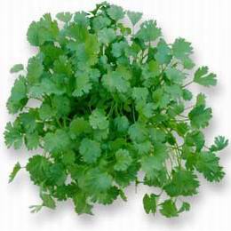 Cilantro Extract Powder