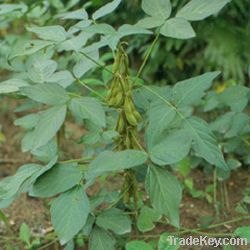 Soybean Phytosterols