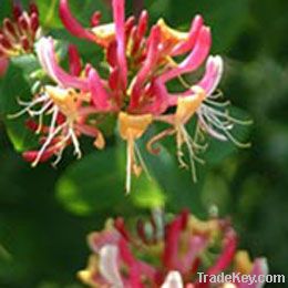 Honeysuckle Flower Extract Powder