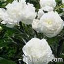 White Peony Root Extract