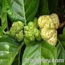 Noni Extract Powder