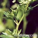 Celery Seed Extract