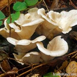 Oyster Mushroom Extract