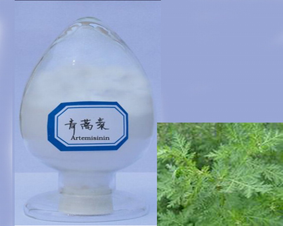 Artemisinin extract, fresh bulk