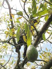 Productor de Aguacate Hass de Michoacan Mexico