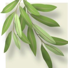 Olive Leaf Extract