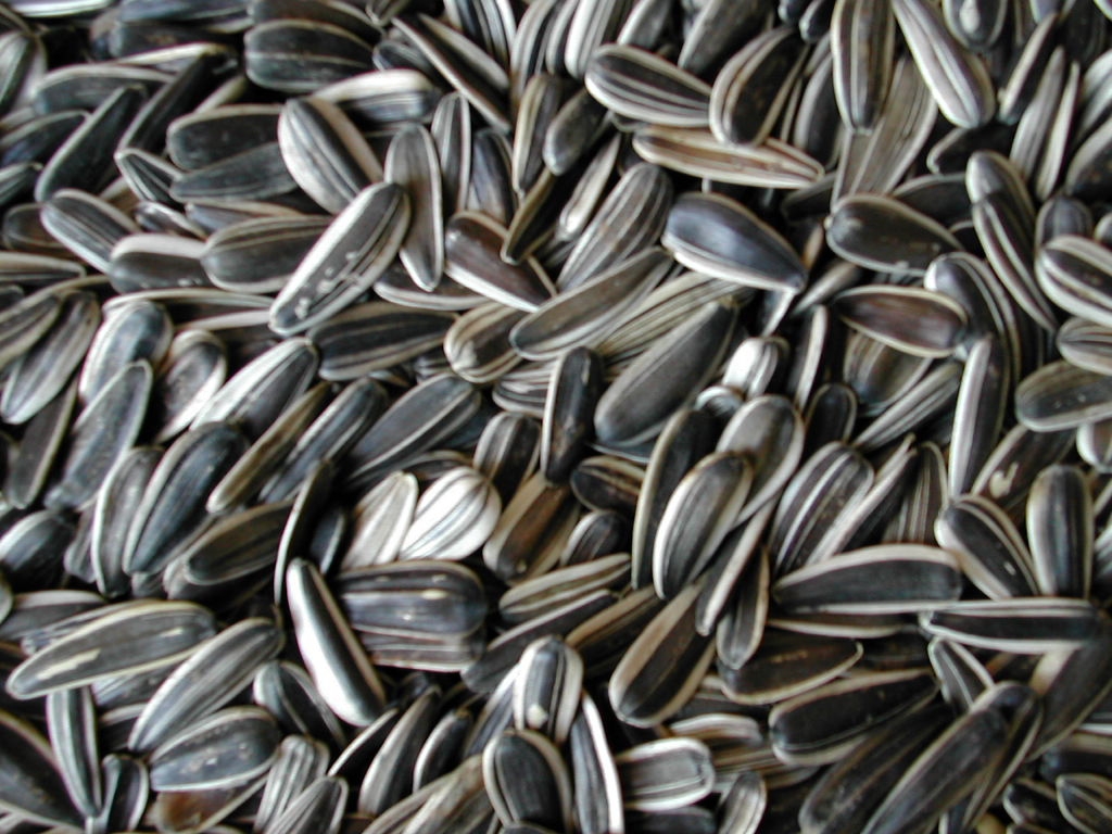 Shelled Sunflower Seeds