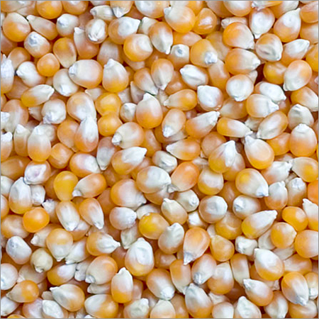  Maize | Maize Exporter | Corn Grain Seller | Maize Buyer | Bulk Maize Grain Importer | Corn bean Buyer | Corn bean Wholesaler | Corn Grain Manufacturer | Best Quality Corn Grain | Cheap Maize Supplier | Low Price Corn | Yellow Corn | White Cron | Baby Ma