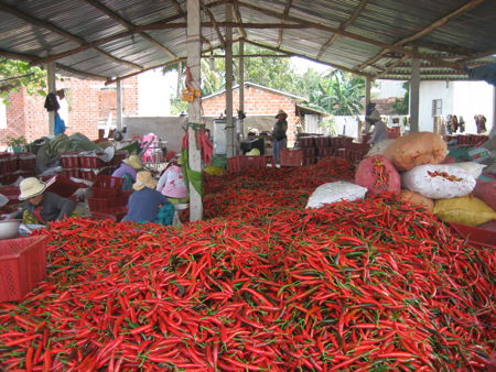 fresh chili