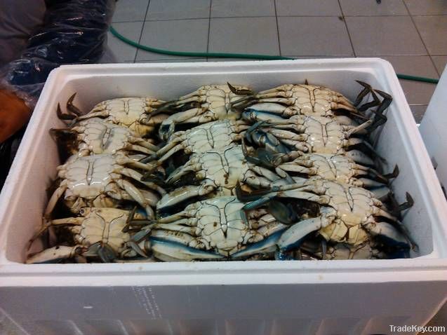 BLUE CRABS