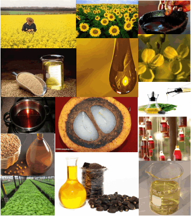 Crude Jatropha Oil