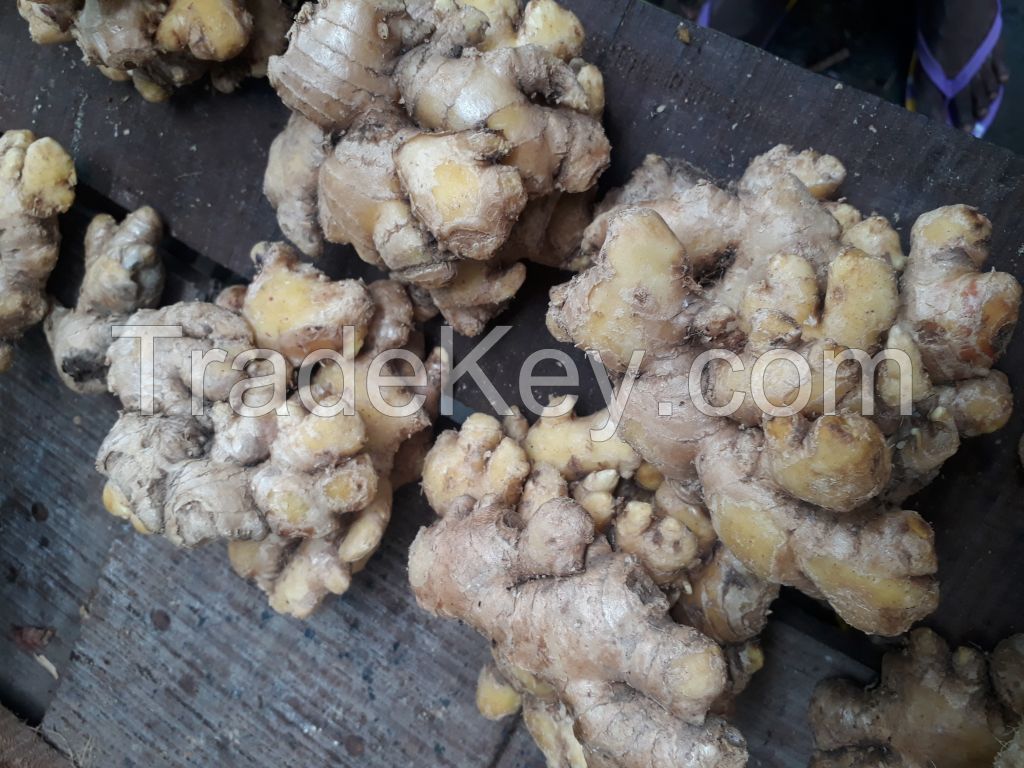 DRY AND WET GINGER