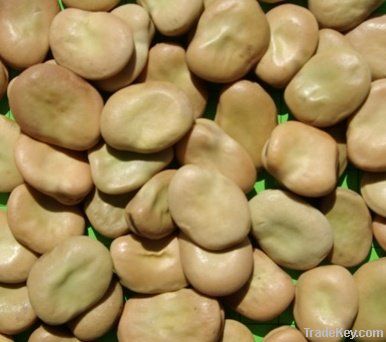 Faba Beans 