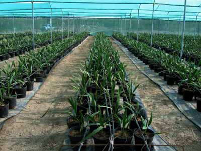 Tissue Culture Palms