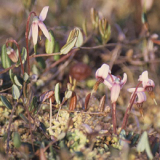 Cranberry Fruit Extract Powder, Vaccinium Oxycoccos