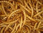 dried mealworm