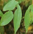 Epimedium extract