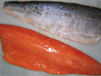 Chum Salmon