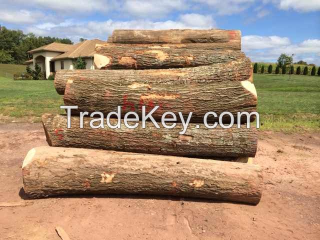 American RED OAK Logs for Engineered Flooring