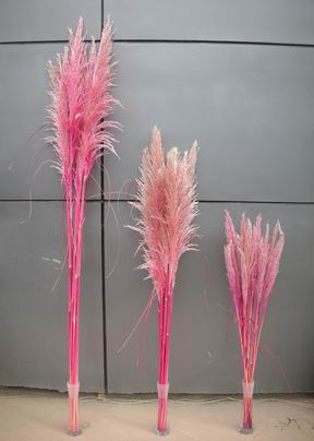 Preserved Cortaderia