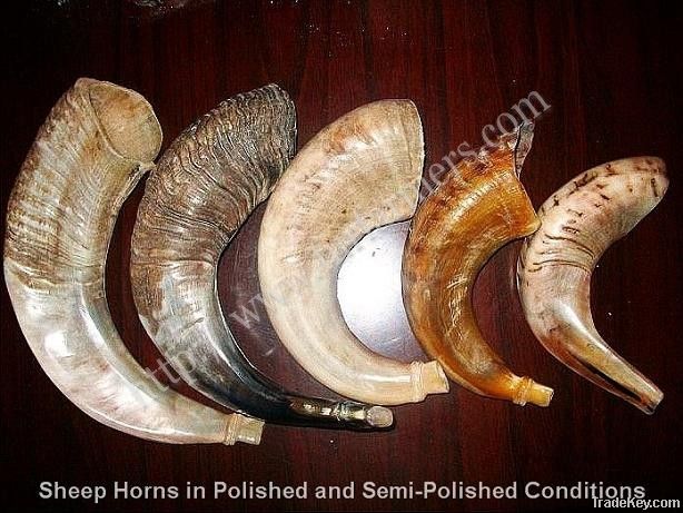 Animal Horns of Raw and Polished