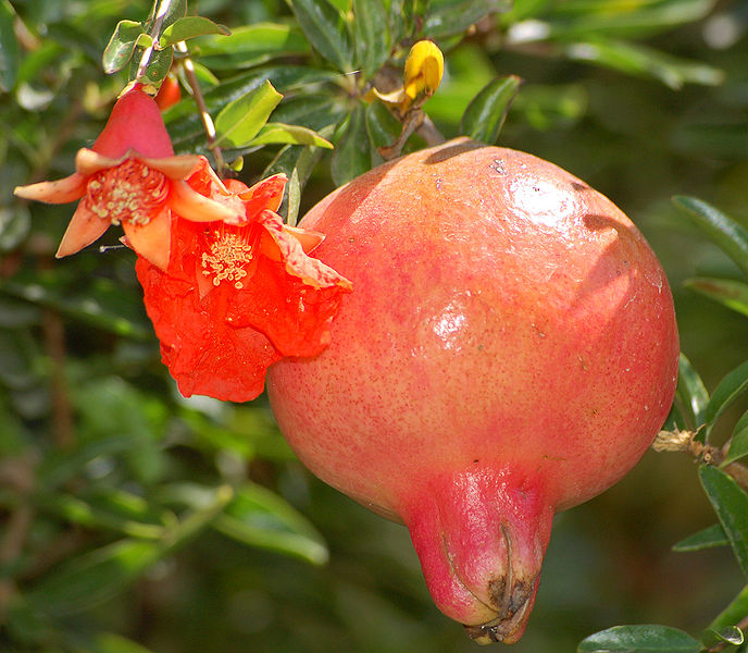 Pomegranate ***** -Ellagic acid