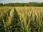 Maize | Maize Exporter | Corn Grain Seller | Maize Buyer | Bulk Maize Grain Importer | Corn bean Buyer | Corn bean Wholesaler | Corn Grain Manufacturer | Best Quality Corn Grain | Cheap Maize Supplier | Low Price Corn | Yellow Corn | White Cron | Baby Mai