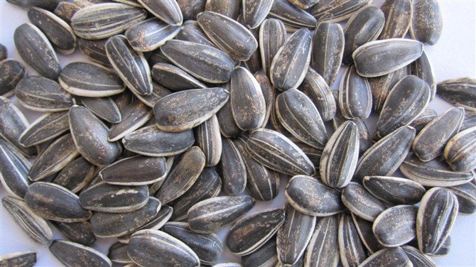 sunflower seeds 909