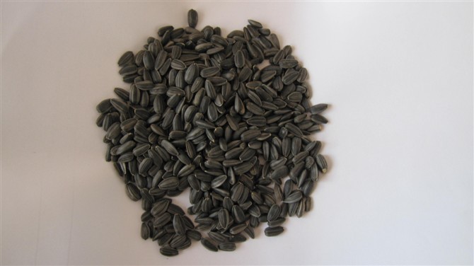 Sell oil sunflower seeds