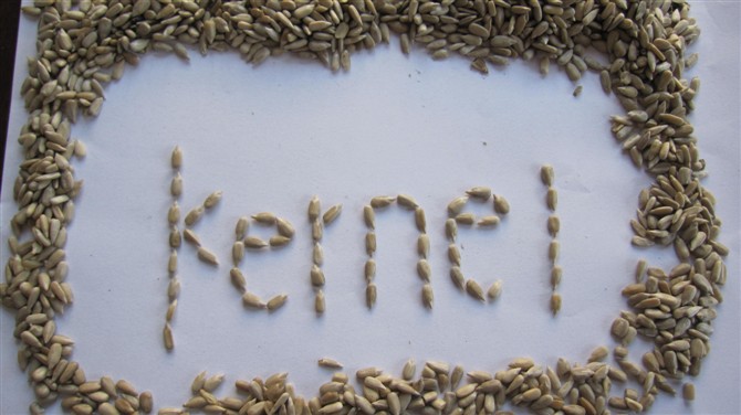 sell kernels